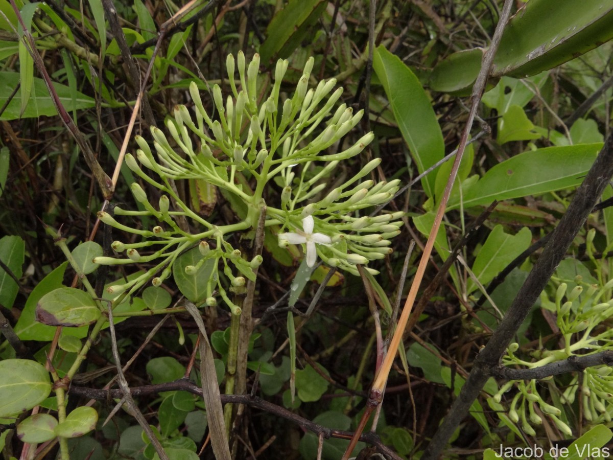 Pavetta indica L.